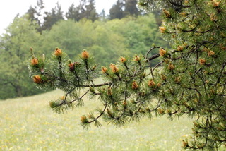Pin sylvestre - Pinus sylvestris - Famille de Pinacées