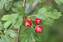 Petits gâteau d'automne aux cenelles