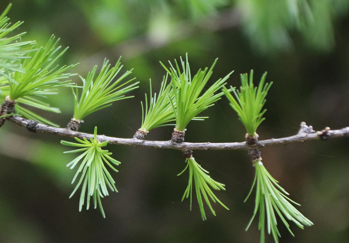 Huile essentielle de mélèze, Larix decidua