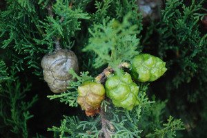 Cyprès - Cupressus sempervirens