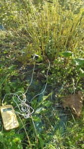 la mélisse en automne