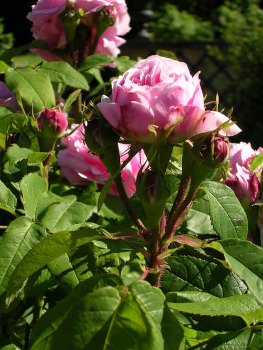 La rose de damas et son huile essentiel
