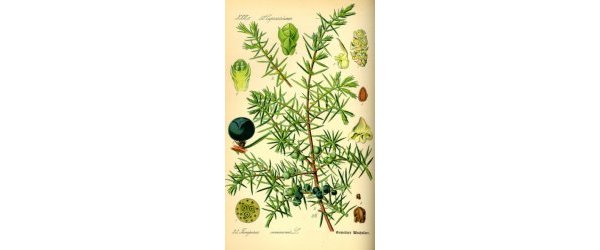 Genévrier - Juniperus communis 