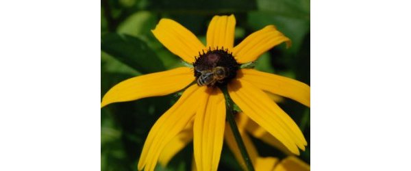 Les fleurs peuvent entendre les abeilles, leur nectar n'en est que plus sucré