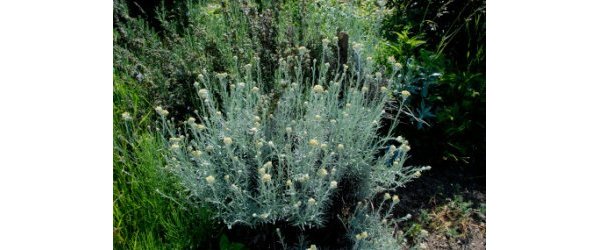 HE IMMORTELLE dite d'Italie - Helichrysum italicum ssp italicum - famille des Astéracées 