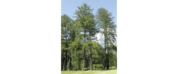 Le mélèze