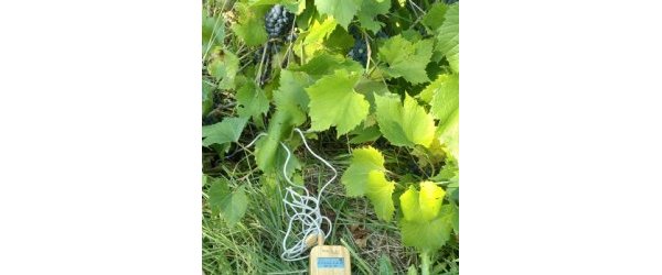 La vigne