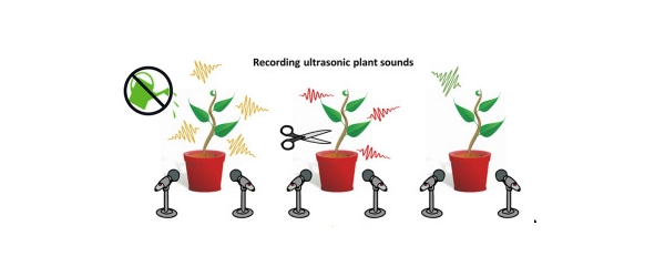 les plantes stressées émettent des sons aériens qui peuvent être enregistrés à distance et classifiés