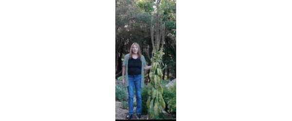 La magnifique molène (Verbascum thapsis)...