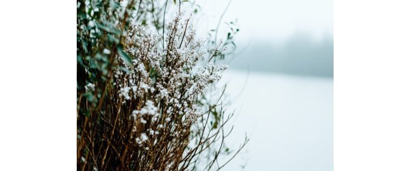 bouquet musical pour 2026