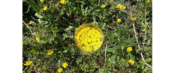 Formation aux Élixirs floraux Bach et Déva - saison 2025-2026