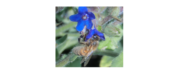 Faire disparaître la mortalité hivernale des abeilles : les huiles essentiels