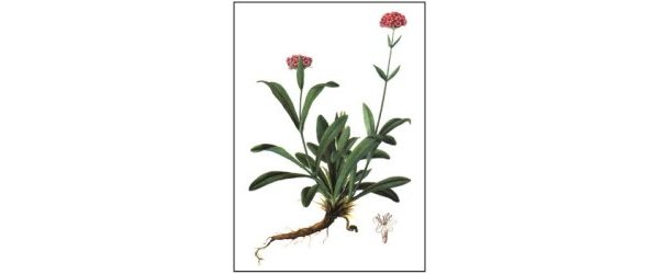 Le nard – Jatamansi nardostachys 