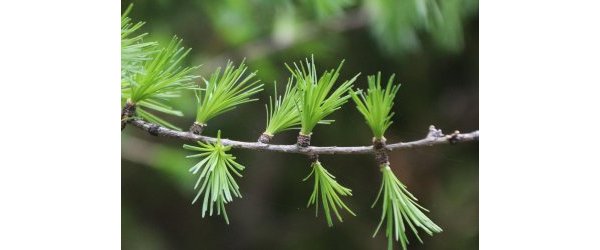 Huile essentielle de mélèze, Larix decidua