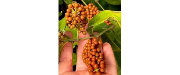 Le meilleur poivre du monde ?